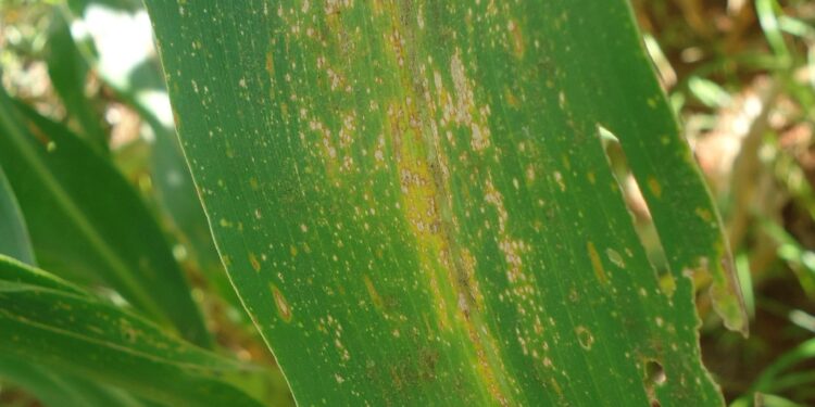 Milho: qual a dimensão das perdas causadas pelas doenças