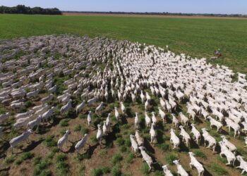 2023 – ANO DE PLANTIO E NÃO DE COLHEITA