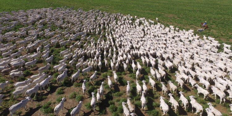 2023 – ANO DE PLANTIO E NÃO DE COLHEITA