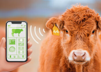 Soluções para uma gestão eficiente na pecuária de corte