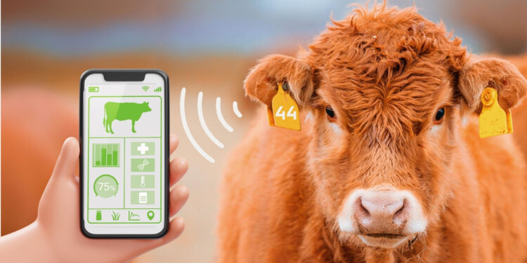 Soluções para uma gestão eficiente na pecuária de corte