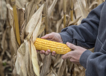 A escolha (certeira) do híbrido ideal para altas produtividades