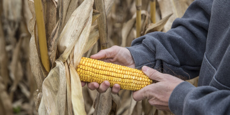 A escolha (certeira) do híbrido ideal para altas produtividades