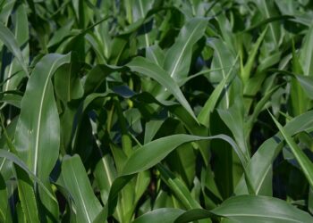 Safrinha: problemas climáticos amenizados