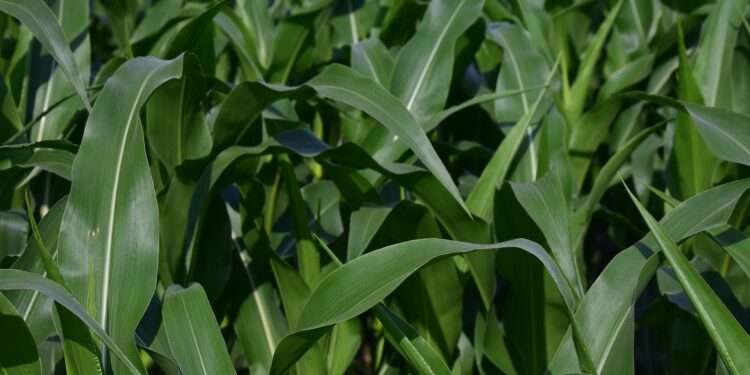 Safrinha: problemas climáticos amenizados