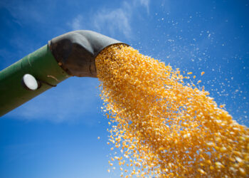 A safrinha do desafio – e da oportunidade – ao produtor