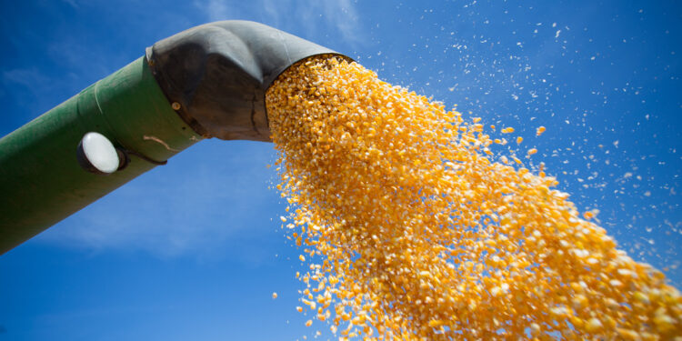 A safrinha do desafio – e da oportunidade – ao produtor