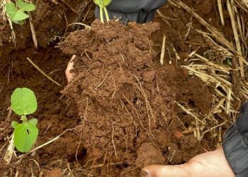 Porque regenerar a agricultura