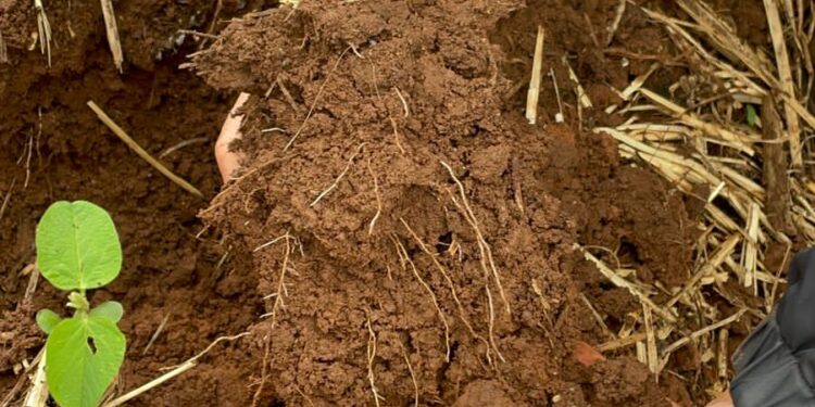 Porque regenerar a agricultura