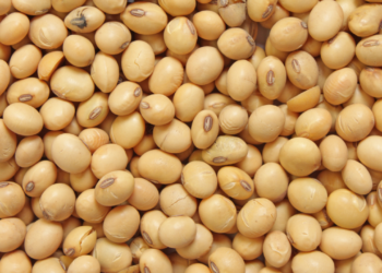 O apoio fundamental das carretas graneleiras