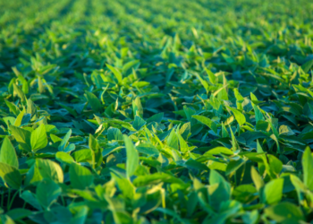 A colheita perfeita exige alta tecnologia