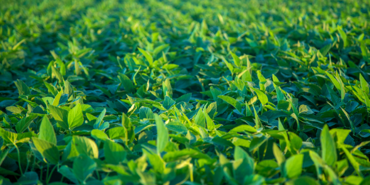 A colheita perfeita exige alta tecnologia