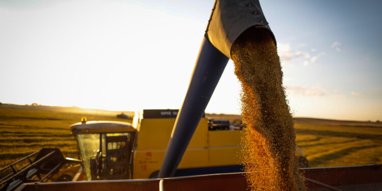 A arte da colheita: o objetivo final do produtor