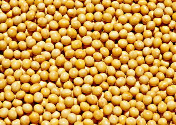 A semente, o sementeiro e o produtor