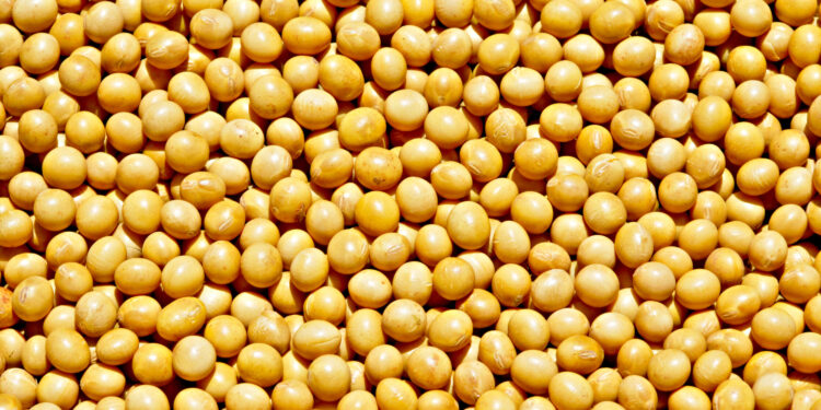 A semente, o sementeiro e o produtor