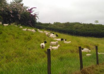 Resistência parasitária versus dose terapêutica