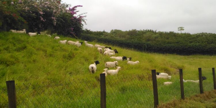 Resistência parasitária versus dose terapêutica
