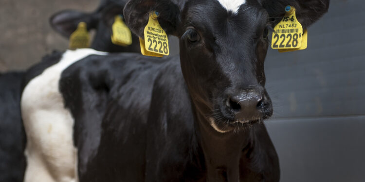 Otimizando a nutrição de bezerros: um guia completo para seleção e uso de substitutos do leite