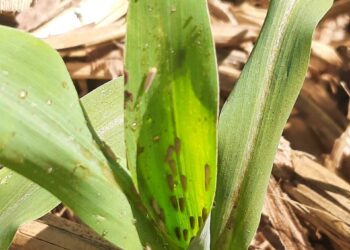 Cigarrinhas: um manual de enfrentamento