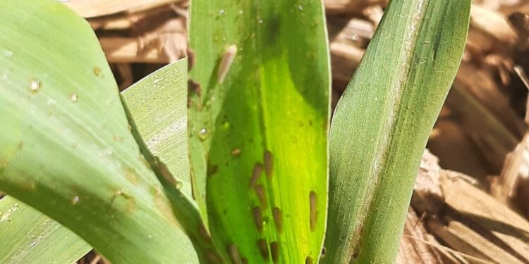 Cigarrinhas: um manual de enfrentamento