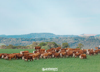 Hereford e Braford ampliam visibilidade nacional com programas e parcerias em 2023