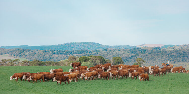 Hereford e Braford ampliam visibilidade nacional com programas e parcerias em 2023