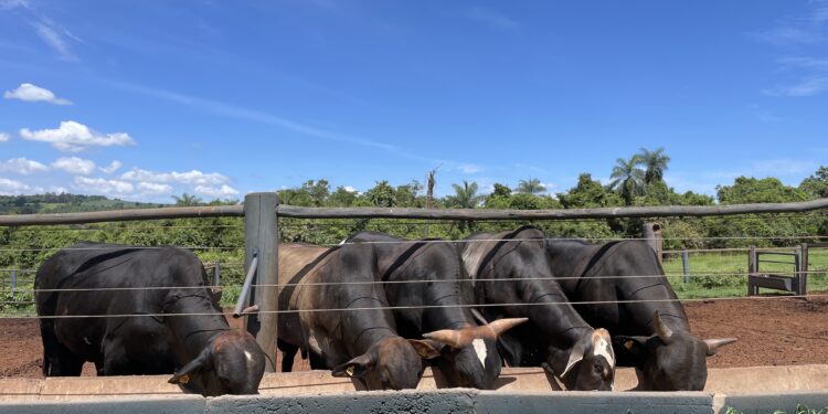 Valor genético impacta desempenho no cocho