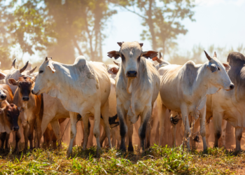 Cotações enfrentam “marasmo”