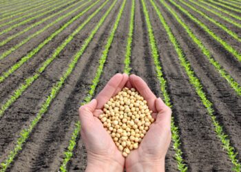 Argentina: Indústria da soja vive o pior momento em 13 anos