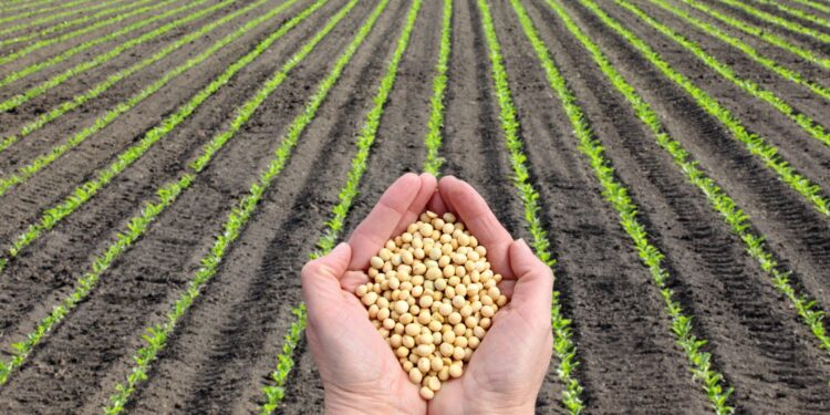 Argentina: Indústria da soja vive o pior momento em 13 anos