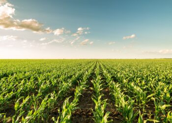 Ourofino aumenta o portfólio em proteção de cultivos