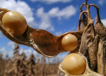 Soja: Safras reduz projeção de exportação para 94 milhões de toneladas
