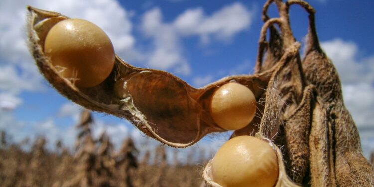 Soja: Safras reduz projeção de exportação para 94 milhões de toneladas