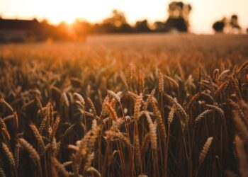 Trigo: Tendência é de poucos negócios até meados de abril