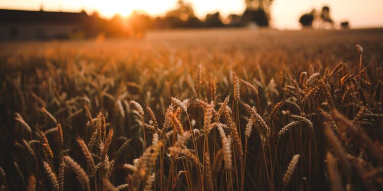 Trigo: Tendência é de poucos negócios até meados de abril