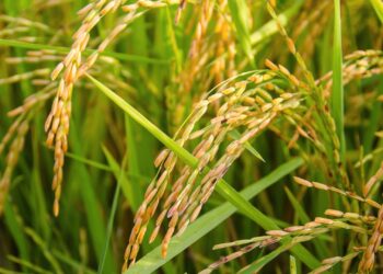 Arroz: Preço segue caindo com proximidade de entrada da safra brasileira