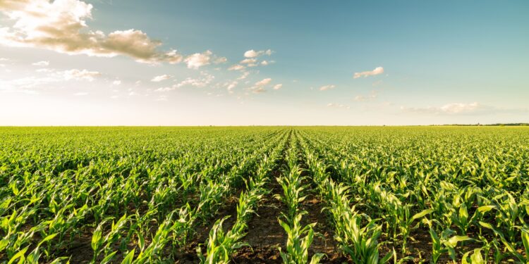Ourofino aumenta o portfólio em proteção de cultivos