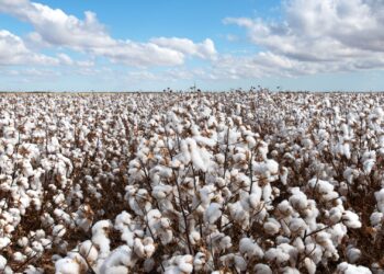 Algodão: Com Carnaval, mercado doméstico tem comercialização mais lenta