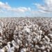 Algodão: Com Carnaval, mercado doméstico tem comercialização mais lenta