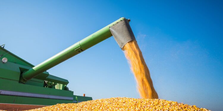 Milho: Estimativa da safra 2023/24 é reduzida para 125,8 milhões de toneladas