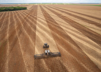 Os efeitos do replantio na produtividade da soja