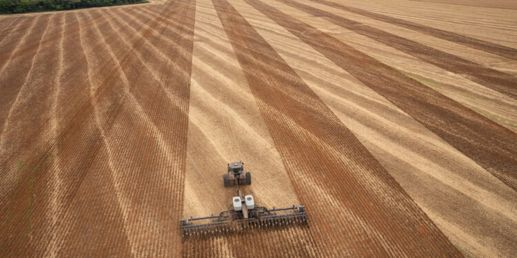 Os efeitos do replantio na produtividade da soja