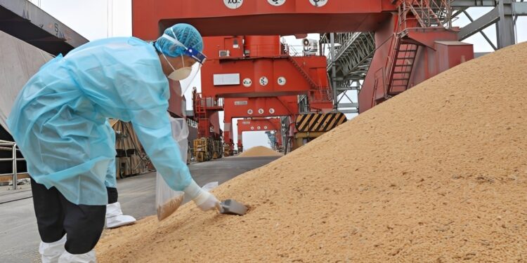 Estoques recordes de soja na China pressionam mercado global e limitam exportações dos EUA