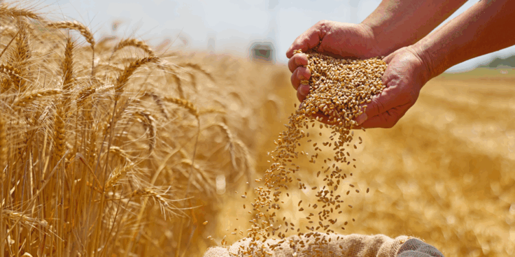 Colheita de trigo avança no Rio Grande do Sul e confirma cenário promissor para a safra 2025