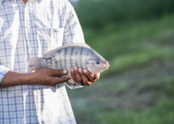 Governo recua e reabre debate nacional sobre a classificação da tilápia como espécie invasora