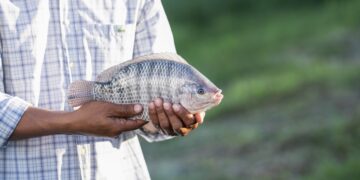 Governo recua e reabre debate nacional sobre a classificação da tilápia como espécie invasora