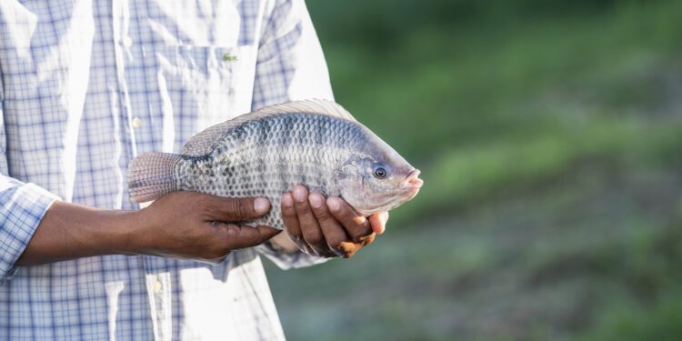 Governo recua e reabre debate nacional sobre a classificação da tilápia como espécie invasora